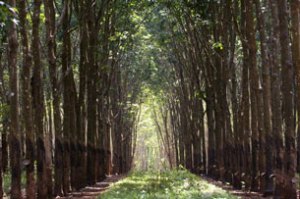 Rừng cao su tại Gia Lai, ảnh chụp hôm 01/04/2006. AFP