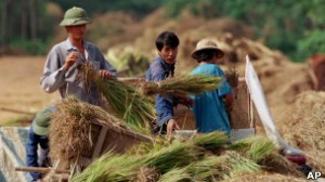 Đất nông nghiệp đang được sử dụng vào nhiều mục đích khác.