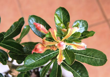 Trả ta núi thẳm rừng thiêng! Sông hồ biển đảo tài nguyên đất trời. Nếu không! Dân nguyện một lời: Tru di cửu tộc hết đời cộng nô!