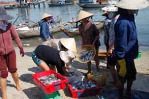 Những người vợ ngư dân cảng cá Kỳ Hà, Quảng Nam lựa cá sau chuyến đi biển của chồng