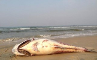 2016-MAY-4-FORMOSA-CÁ-CHẾT-e1462371567798